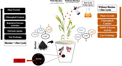 Combined effect of Zinc lysine and biochar on growth and physiology of wheat (Triticum aestivum L.) to alleviate salinity stress